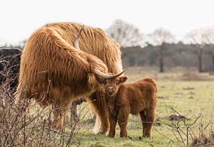 Neugieriges Kalb mit Mutter