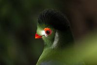 Exotic bird