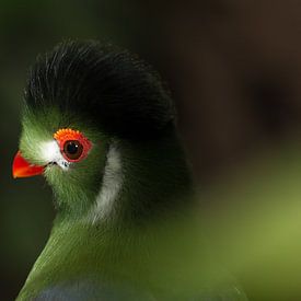 Exotischer Vogel von Hanna Vlietstra