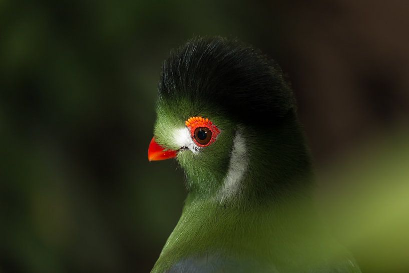 Exotischer Vogel von Hanna Vlietstra