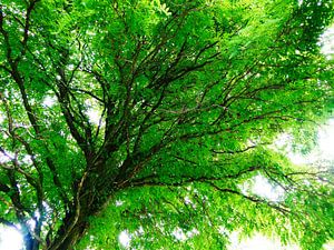 Tree Magic 58