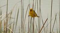 Wevervogel in het riet