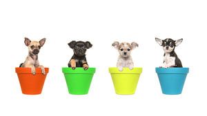 Chihuahua puppies in bloempotten / Four chihuahua puppy dogs in colorfull flowerpots