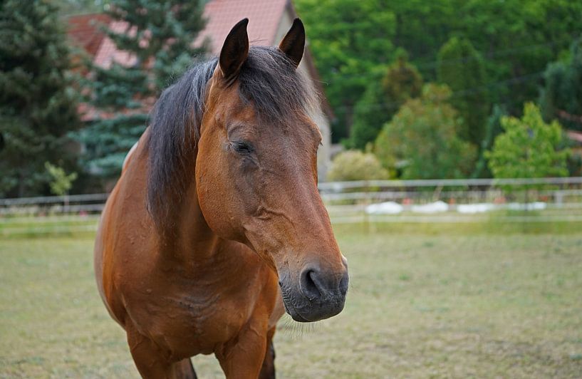 Trakehner Feldmeyer in the pasture by Babetts Bildergalerie