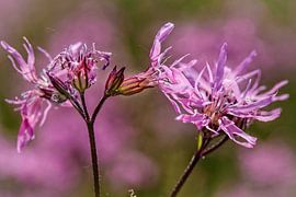 Cuckoo flower by Rob Boon