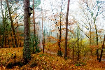 forêt automnale sur Günter Albers