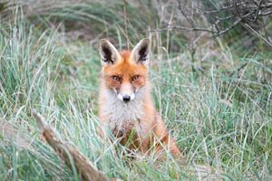 Red fox in the grass
