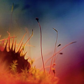 Venus flytrap by Marlies Prieckaerts