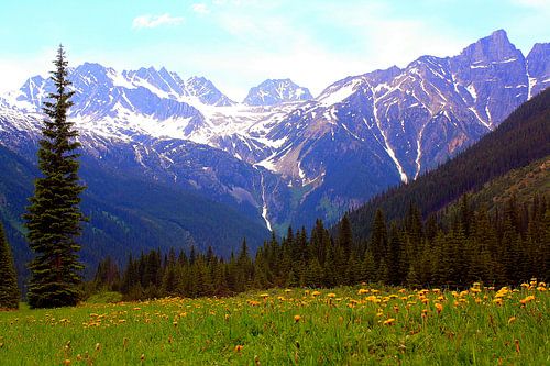 Weide met wilde bloemen in de Rocky Mountains