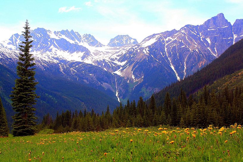 Prairie de fleurs sauvages dans les Rocheuses par Thomas Zacharias
