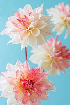 Dahlia composition in pastel colour