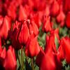 rode tulpen in bollenveld. van Erik van 't Hof