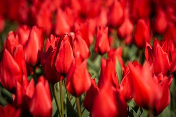 rote Tulpen im Zwiebelfeld.