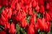 des tulipes rouges dans un champ de bulbes. sur Erik van 't Hof