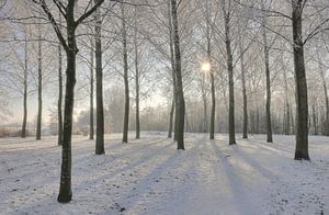 Sonniger Wintertag im Erholungsgebiet Rijkerwoerd.