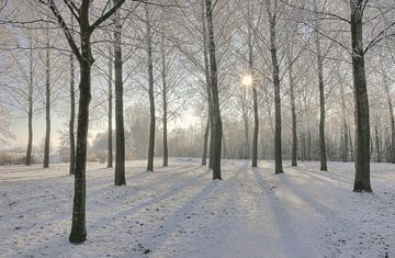 Zonnige winterdag bij recreatie gebied Rijkerwoerd. van Rob Christiaans