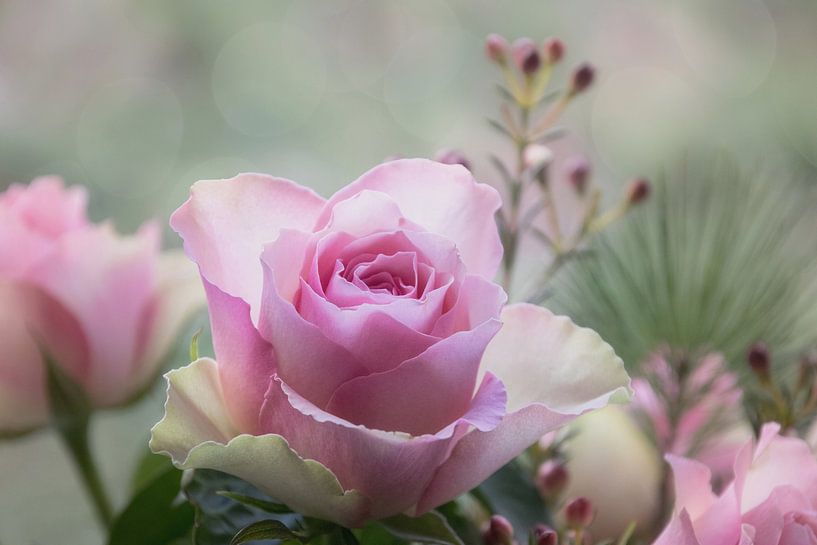 Pink rose by Anja Wessels Fotografie