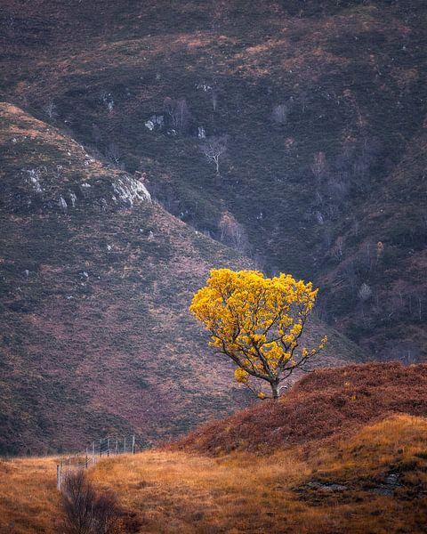 The little yellow tree by Ton Drijfhamer