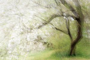 Bloeiende oude kersenboom, abstracte meervoudige belichting die doet denken aan een schilderij, kopi