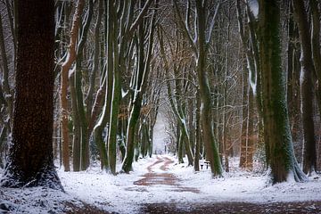 Forêt d'hiver sur Thijs Friederich