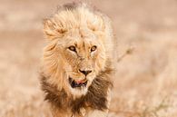 Portret van mannelijke leeuw in Afrika van Simone Janssen thumbnail