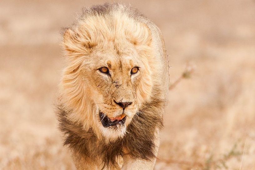 Portret van mannelijke leeuw in Afrika van Simone Janssen