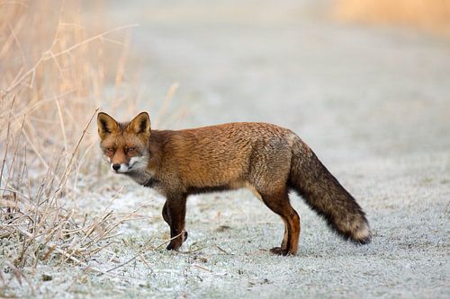 Fox on frozen ground