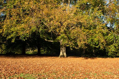 Schöne Herbstfarben am Baum