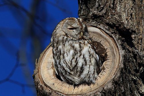 Bosuil (Strix aluco) in een holle boomstronk Duitsland