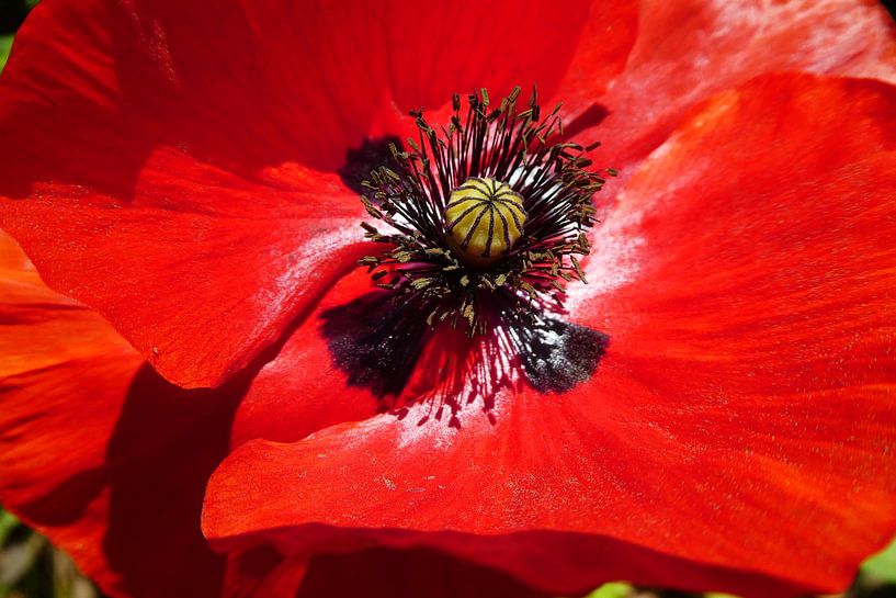 Coquelicot, Makro von Anita Tromp