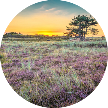 Heide kleuren paars in het duinlandschap