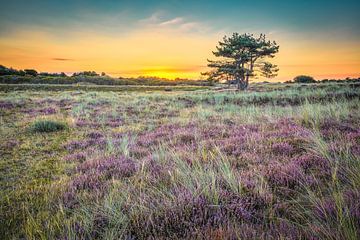 Heide kleuren paars in het duinlandschap van eric van der eijk