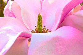 bloemen von sarp demirel