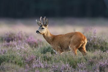 Reebok von Pim Leijen