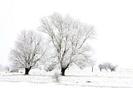 Winter wonderland in de Kollumerwaard van Ron ter Burg thumbnail