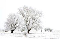 Winterwunderland in der Kollumerwaard