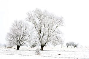 Merveilles d'hiver dans le Kollumerwaard sur Ron ter Burg