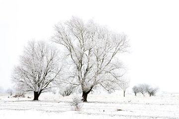 Winter wonderland in de Kollumerwaard van Ron ter Burg