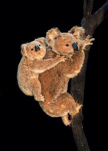 Koala von Marielle Leenders