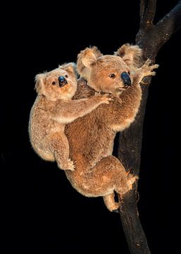 Koala van Marielle Leenders