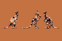 Kangaroo trio
