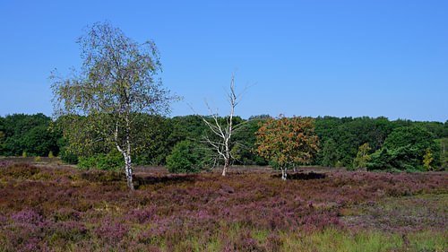 Auf der violetten Heide mit ein paar Bäumen