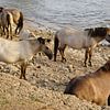 Konikpaarden aan de Rijn in de Ooijpolder sur Alice Berkien-van Mil