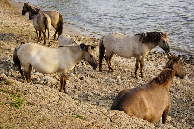 Konikpaarden aan de Rijn in de Ooijpolder van Alice Berkien-van Mil
