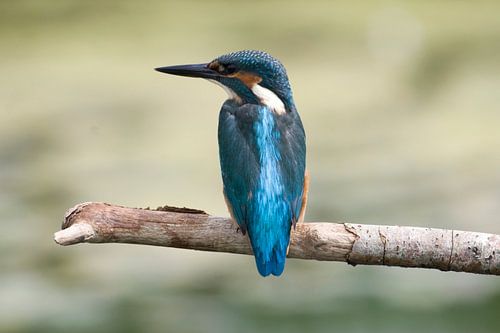 Kingfisher
