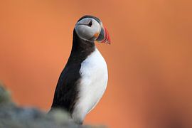 Atlantic Puffin or Common Puffin, Fratercula arctica, Norway von Frank Fichtmüller