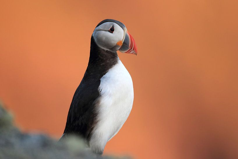Macareux moine ou macareux moine, Fratercula arctica, Norvège par Frank Fichtmüller