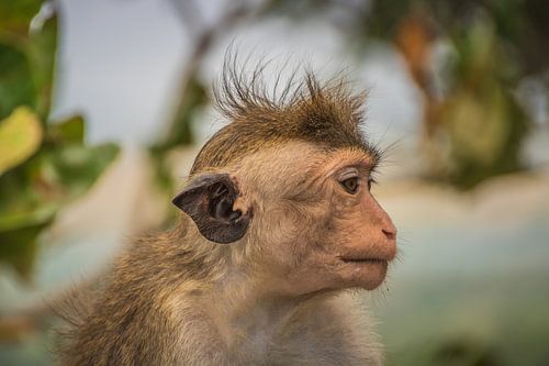 Singe en trans