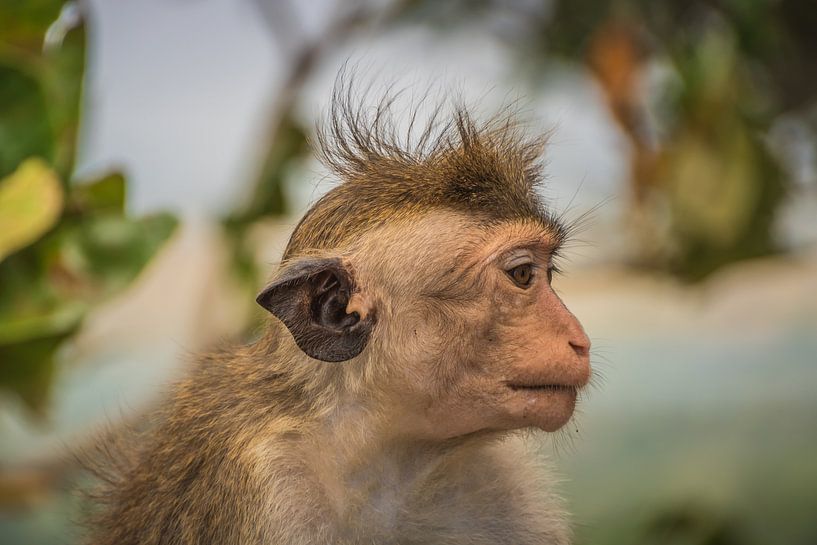 Affe in Trans von Maarten Borsje