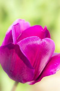 Purple Queen